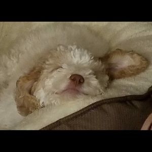 Meet your Posher, Regina